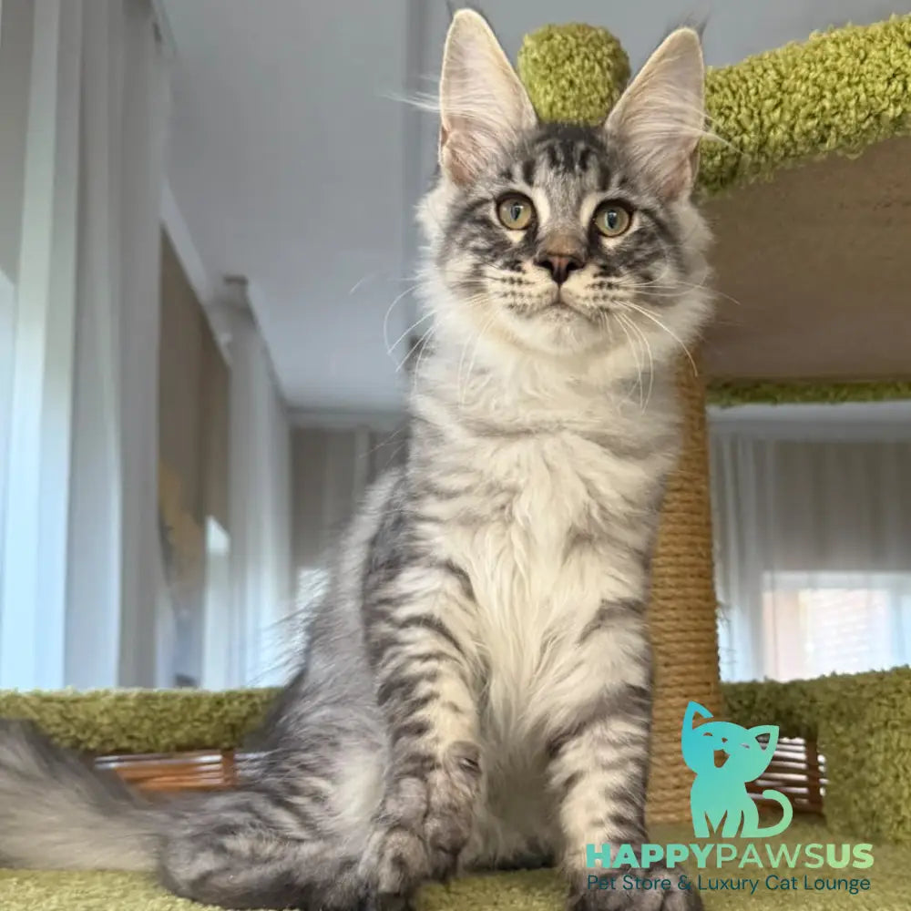 Harrik Maine Coon male black silver tabby - live animals
