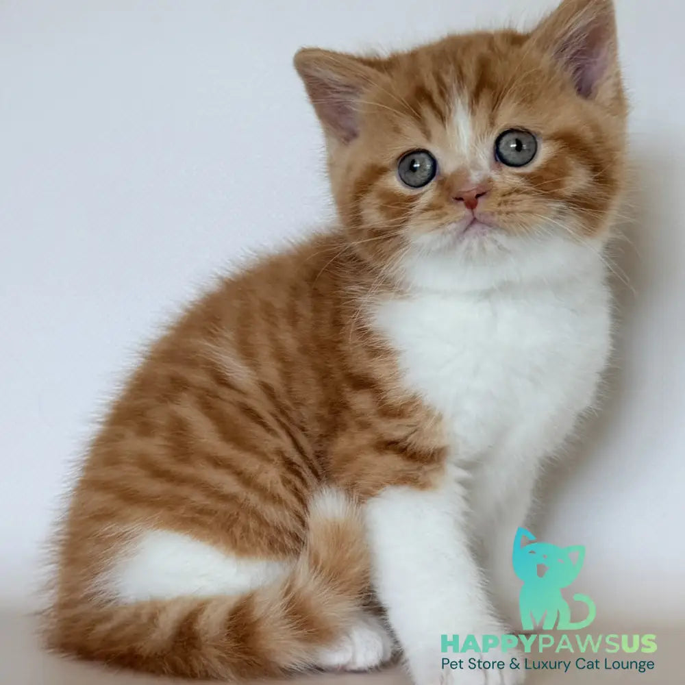 Harrison British Shorthair male red bicolour - live animals