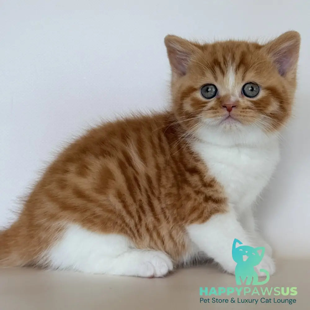 Harrison British Shorthair male red bicolour - live animals