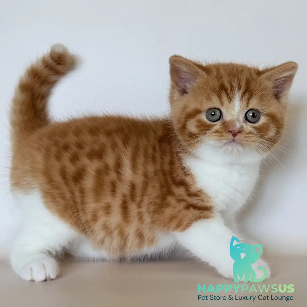Harrison British Shorthair male red bicolour - live animals