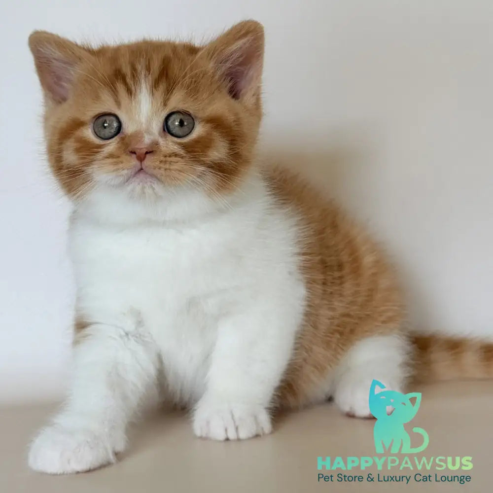 Harrison British Shorthair male red bicolour - live animals