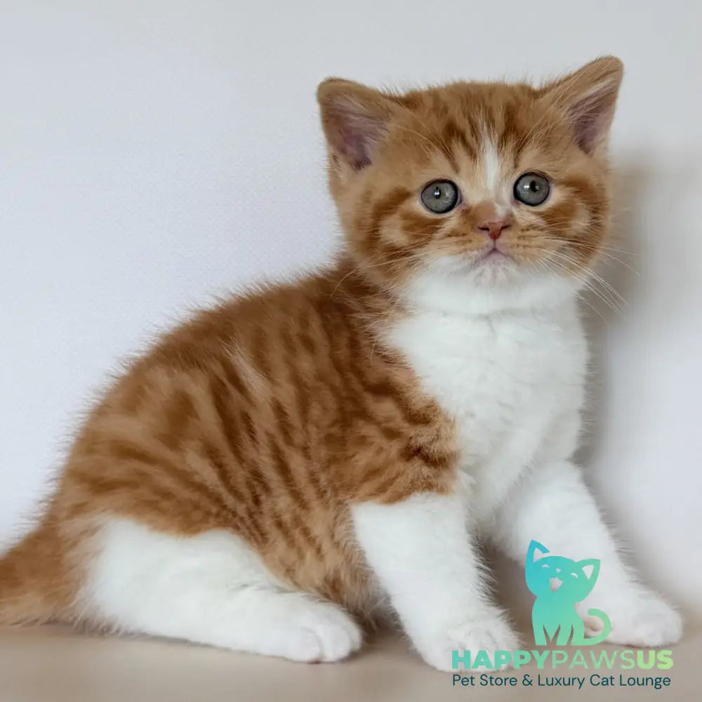 Harrison British Shorthair male red bicolour - live animals