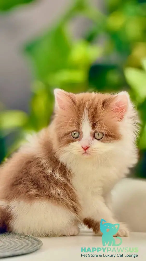 Harry British Longhair male cinnamon bicolour - live animals