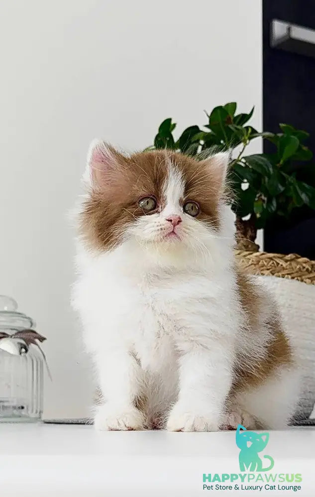 Harry British Longhair male cinnamon bicolour - live animals
