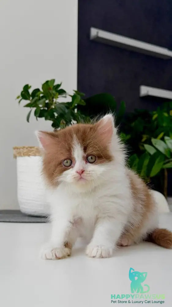 Harry British Longhair male cinnamon bicolour - live animals
