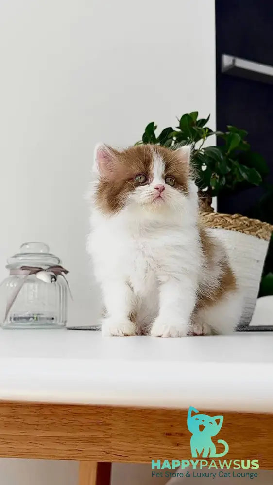 Harry British Longhair male cinnamon bicolour - live animals