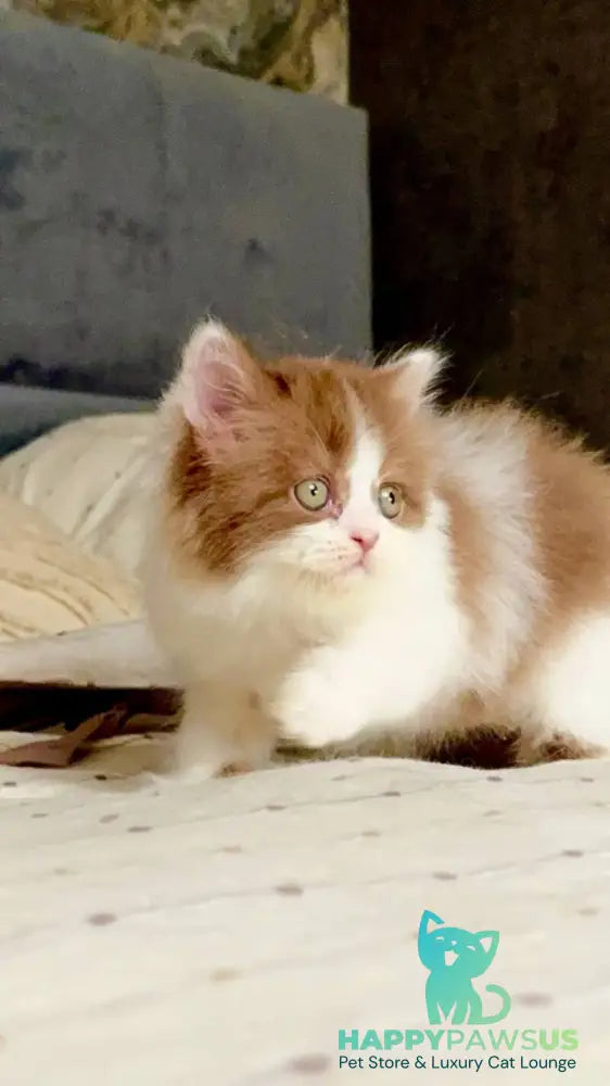 Harry British Longhair male cinnamon bicolour - live animals