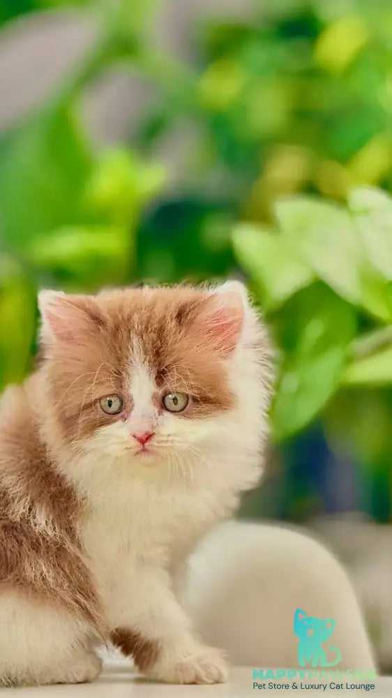 Harry British Longhair male cinnamon bicolour - live animals