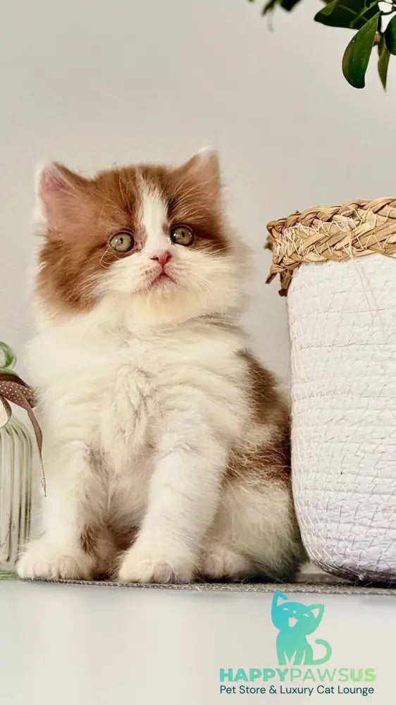 Harry British Longhair male cinnamon bicolour - live animals