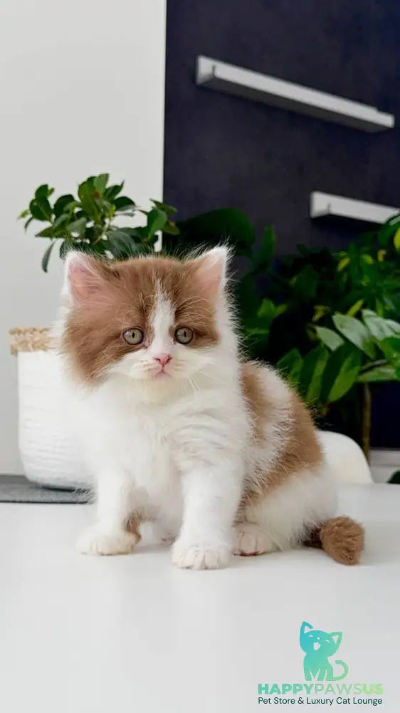 Harry British Longhair male cinnamon bicolour - live animals