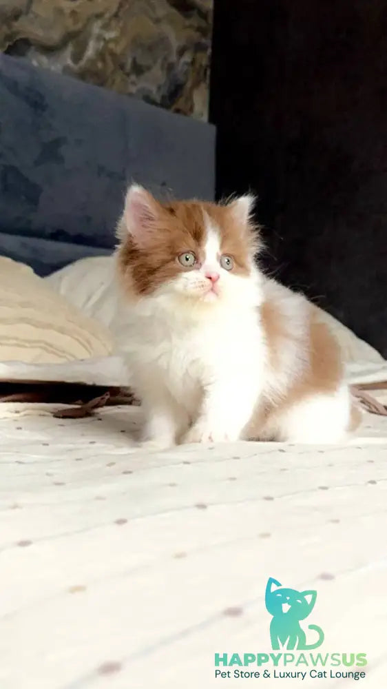 Harry British Longhair male cinnamon bicolour - live animals