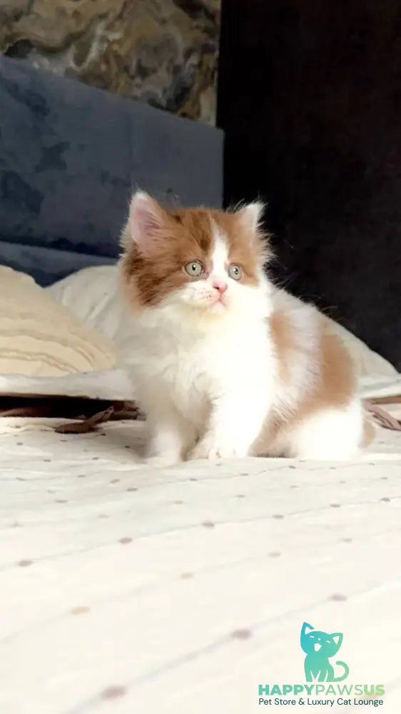 Harry British Longhair male cinnamon bicolour - live animals