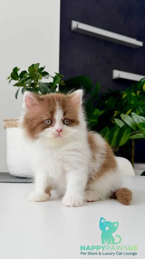 Harry British Longhair male cinnamon bicolour - live animals