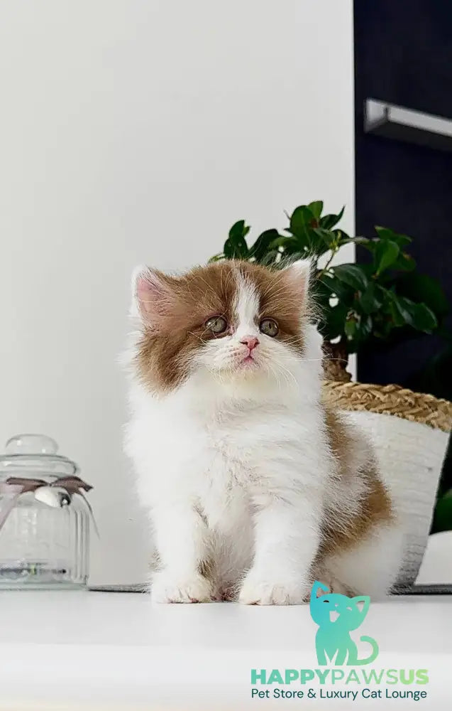 Harry British Longhair male cinnamon bicolour - live animals