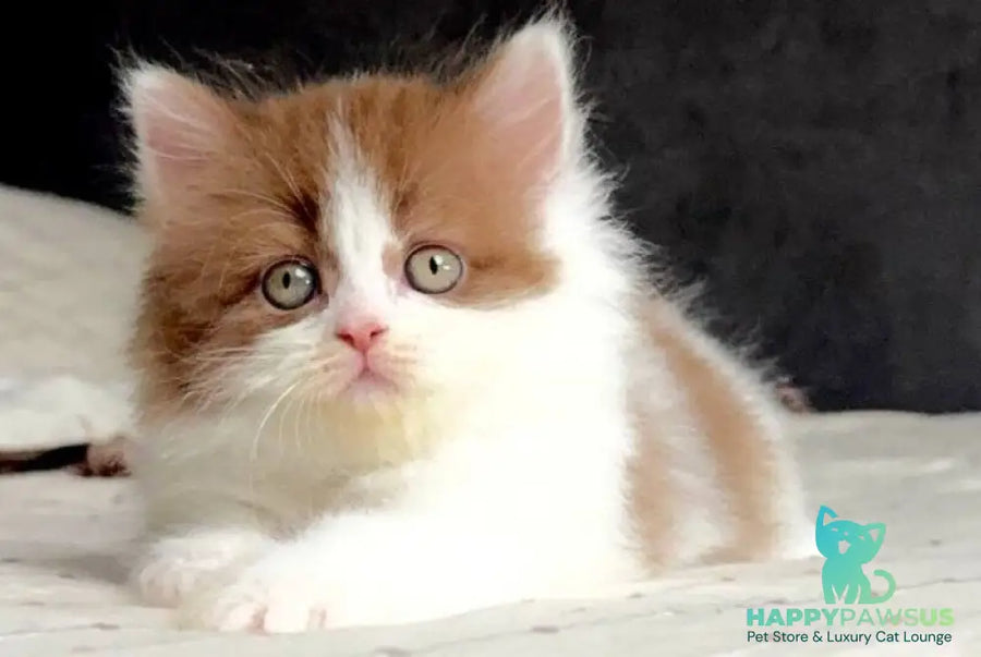 Harry British Longhair male cinnamon bicolour - live animals