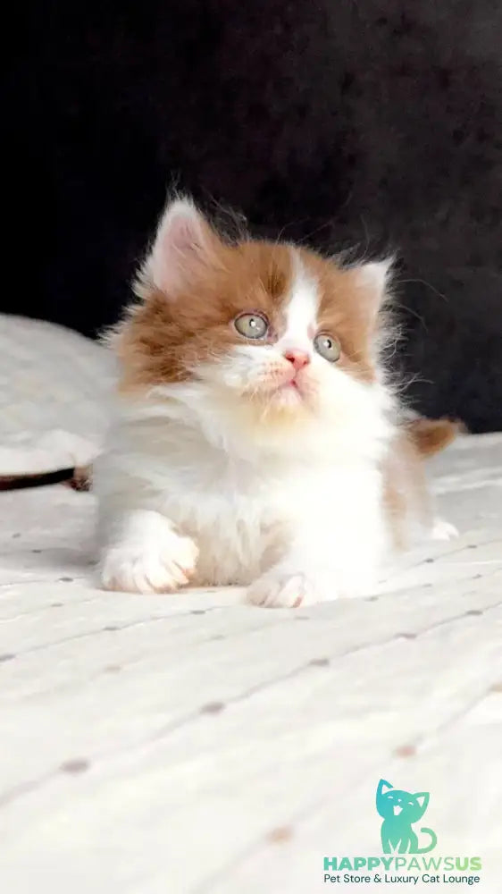 Harry British Longhair male cinnamon bicolour - live animals
