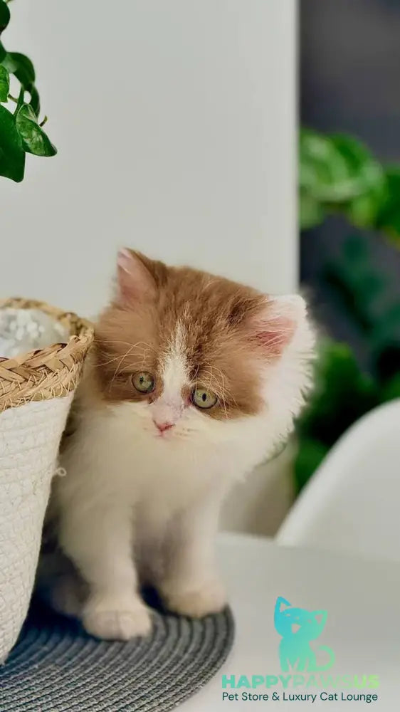 Harry British Longhair male cinnamon bicolour - live animals