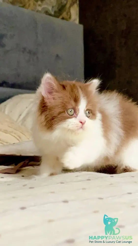 Harry British Longhair male cinnamon bicolour - live animals