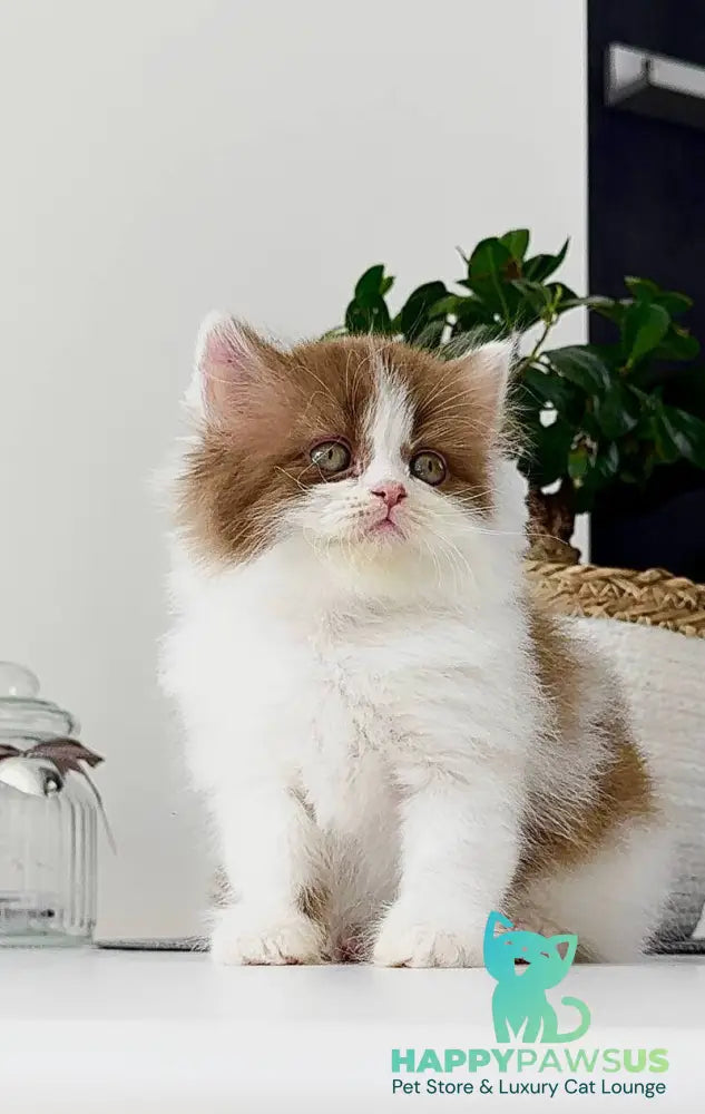Harry British Longhair male cinnamon bicolour - live animals