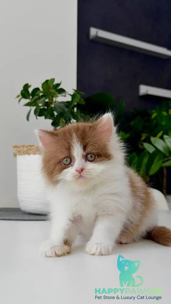 Harry British Longhair male cinnamon bicolour - live animals