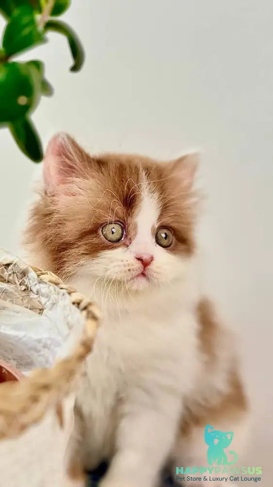 Harry British Longhair male cinnamon bicolour - live animals
