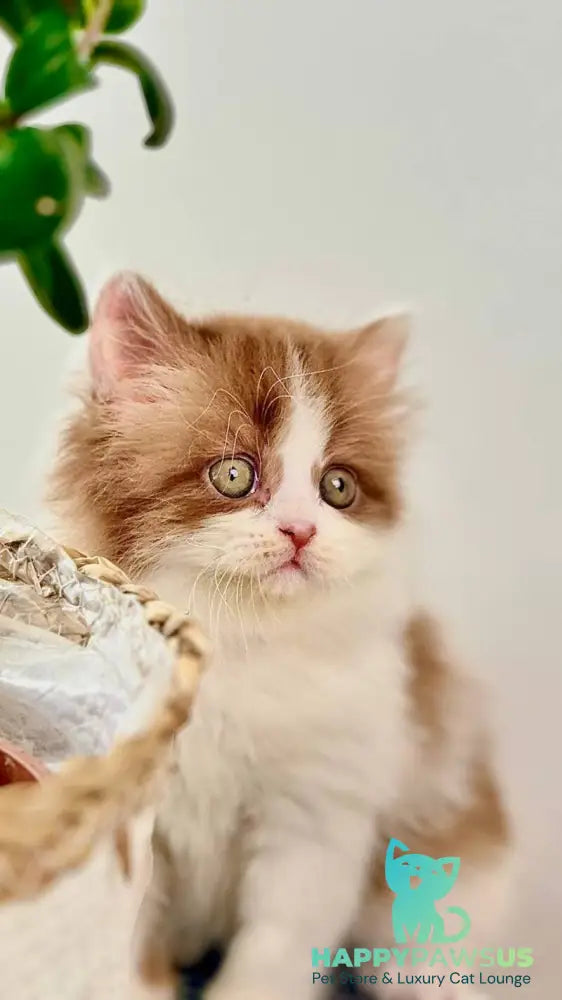 Harry British Longhair male cinnamon bicolour - live animals
