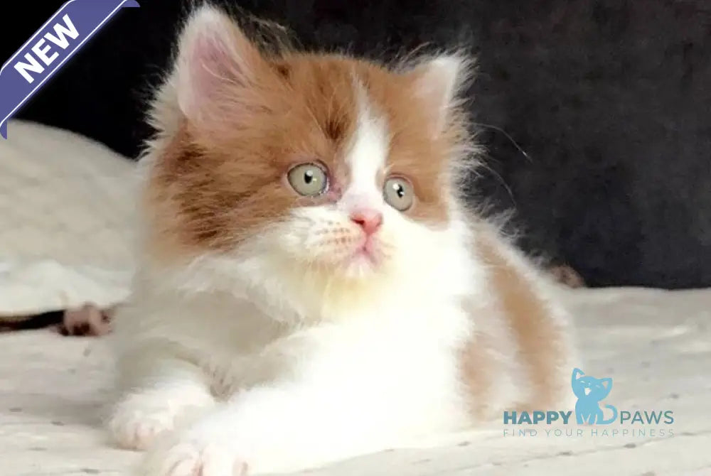 Harry British Longhair male cinnamon bicolour - live animals