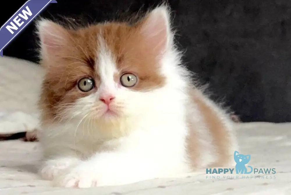 Harry British Longhair male cinnamon bicolour - live animals