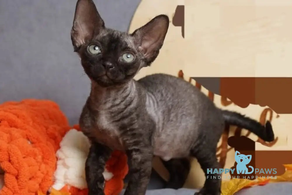 Harry Devon Rex male black live animals