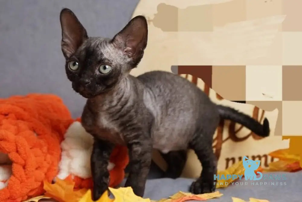 Harry Devon Rex male black live animals