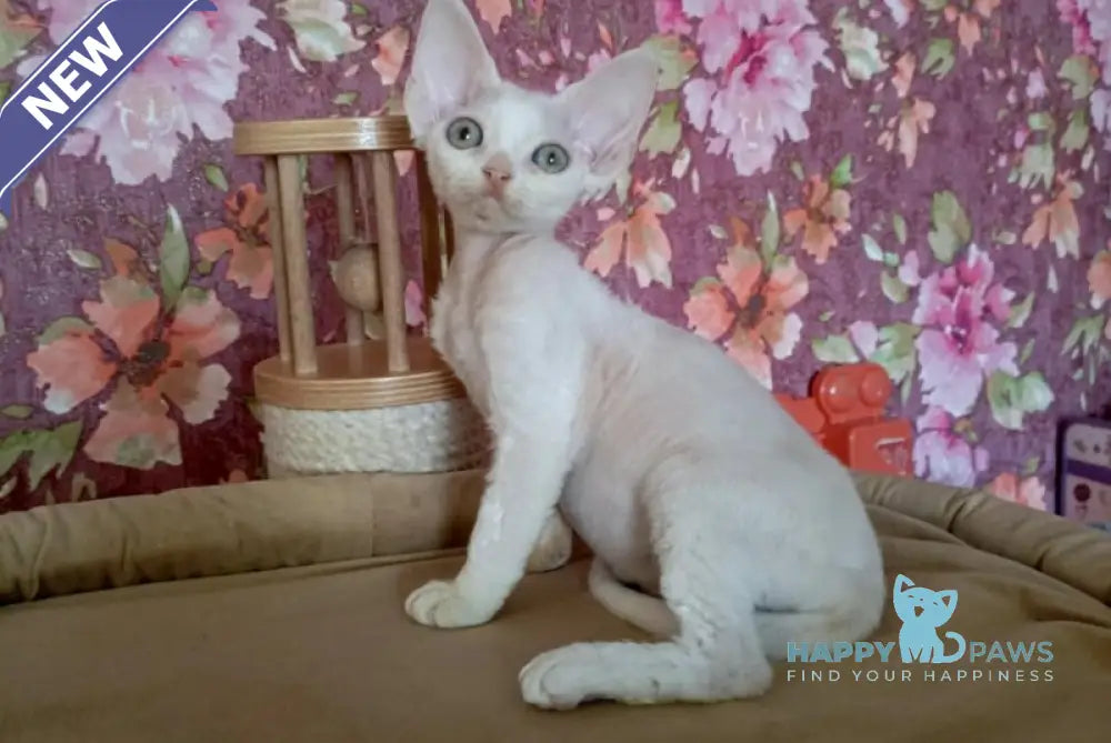Harry Devon Rex male white live animals
