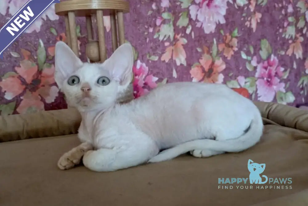 Harry Devon Rex male white live animals