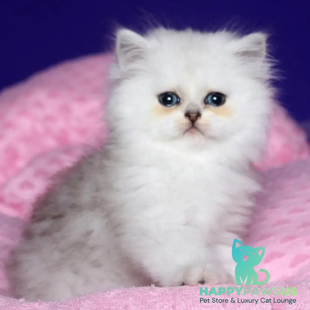 Harry Persian male black silver shaded - live animals