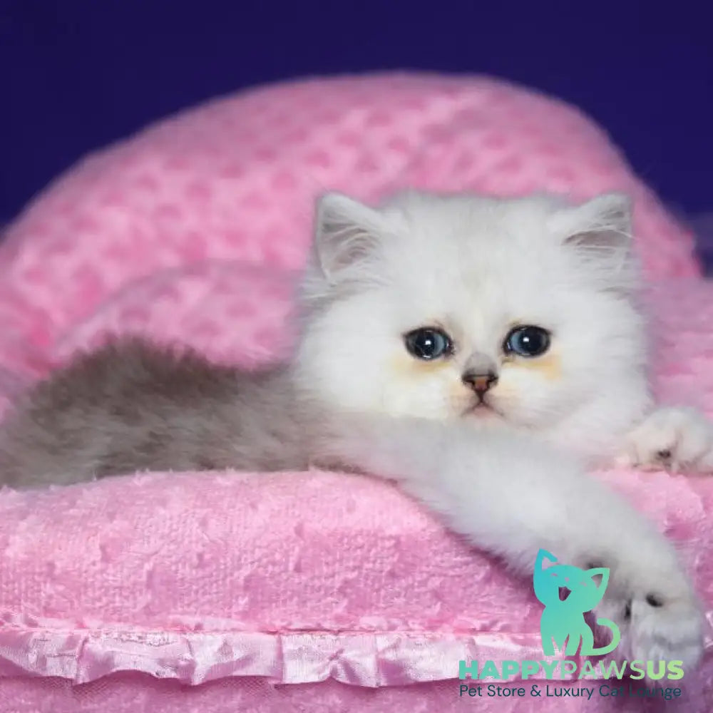 Harry Persian male black silver shaded - live animals