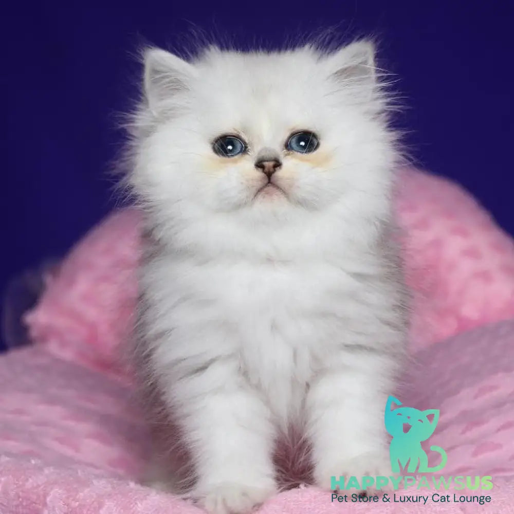 Harry Persian male black silver shaded - live animals