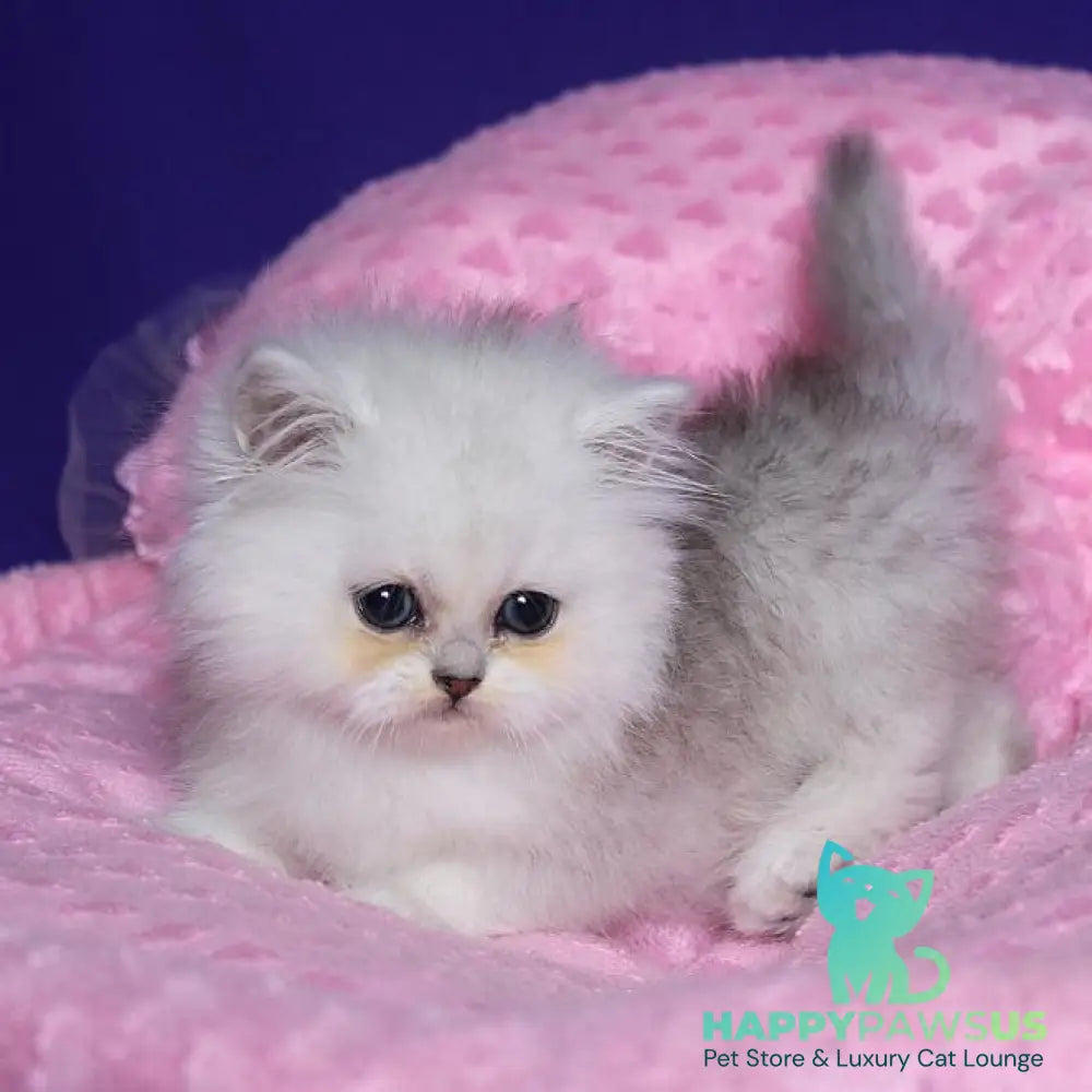 Harry Persian male black silver shaded - live animals