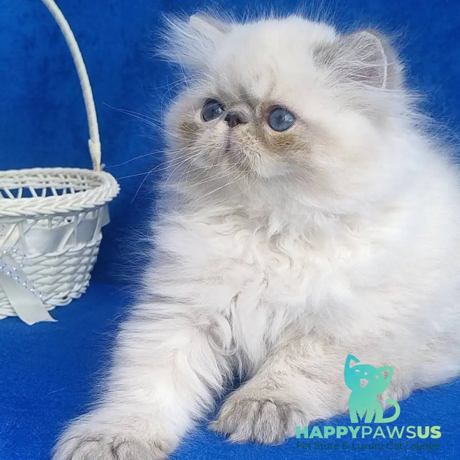 Harry Persian male blue pointed - live animals