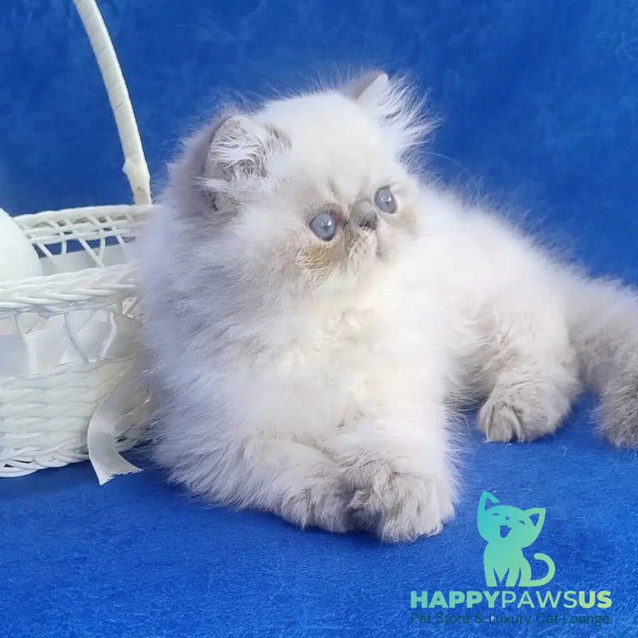 Harry Persian male blue pointed - live animals