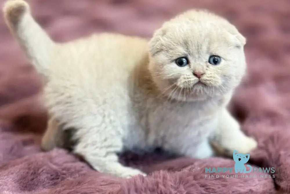 Harry Scottish Fold male fawn live animals