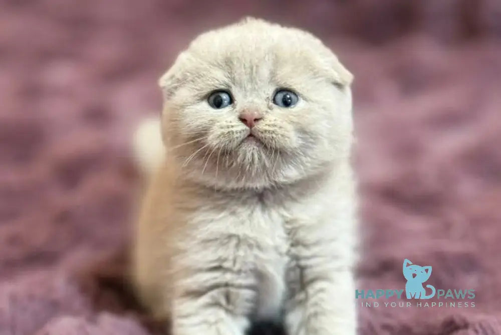 Harry Scottish Fold male fawn live animals