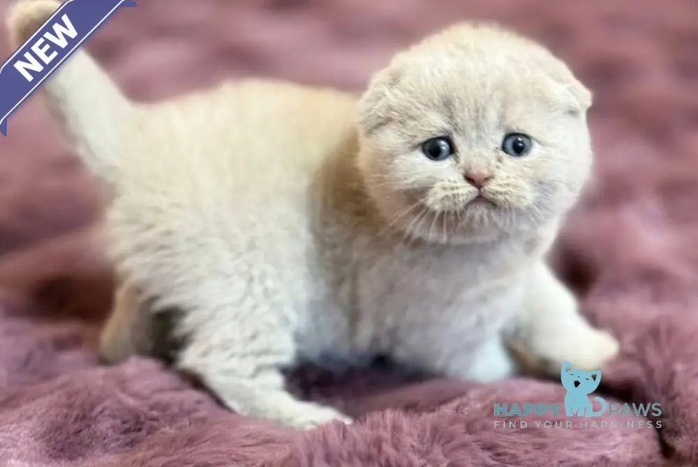 Harry Scottish Fold male fawn live animals