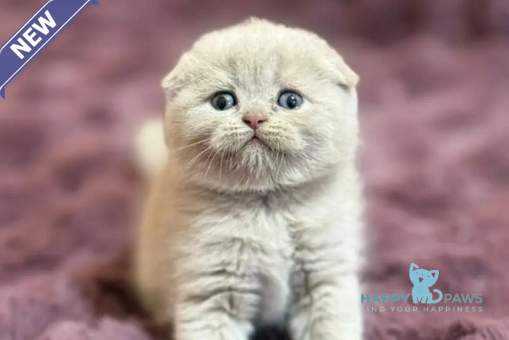 Harry Scottish Fold male fawn live animals