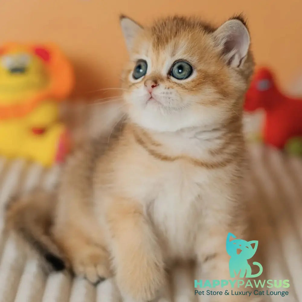 Harry Scottish Straight male black golden ticked tabby - live animals