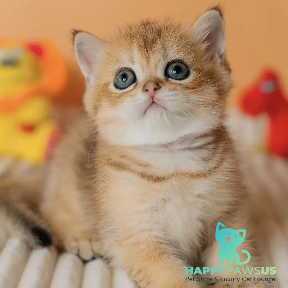 Harry Scottish Straight male black golden ticked tabby - live animals