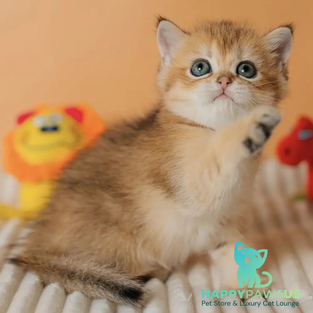 Harry Scottish Straight male black golden ticked tabby - live animals