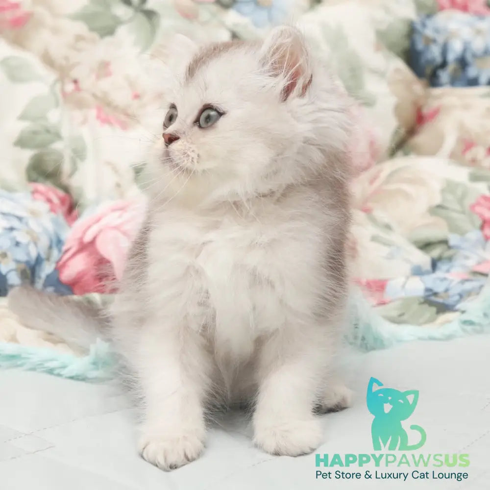 Harry Scottish Straight male black silver shaded - live animals