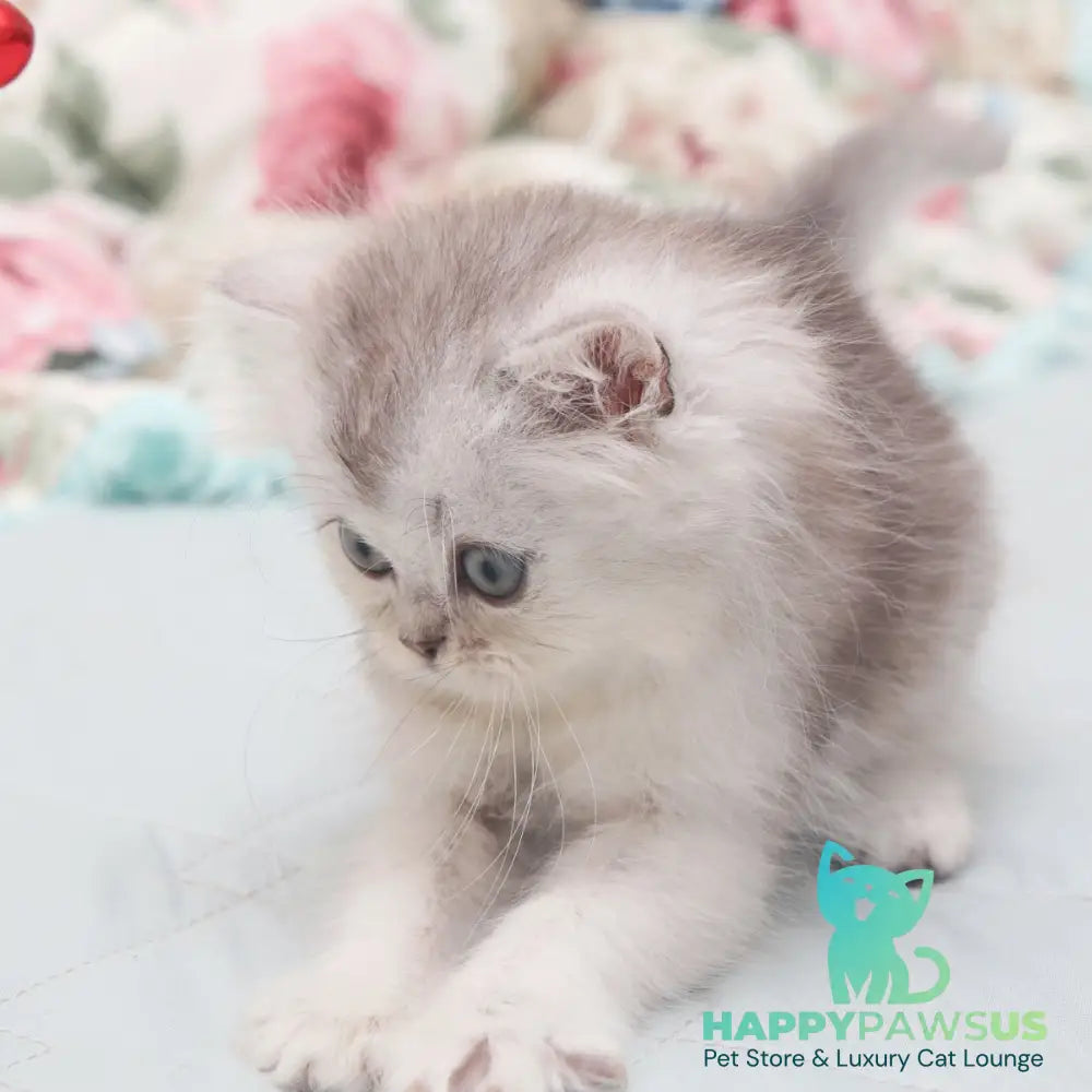 Harry Scottish Straight male black silver shaded - live animals