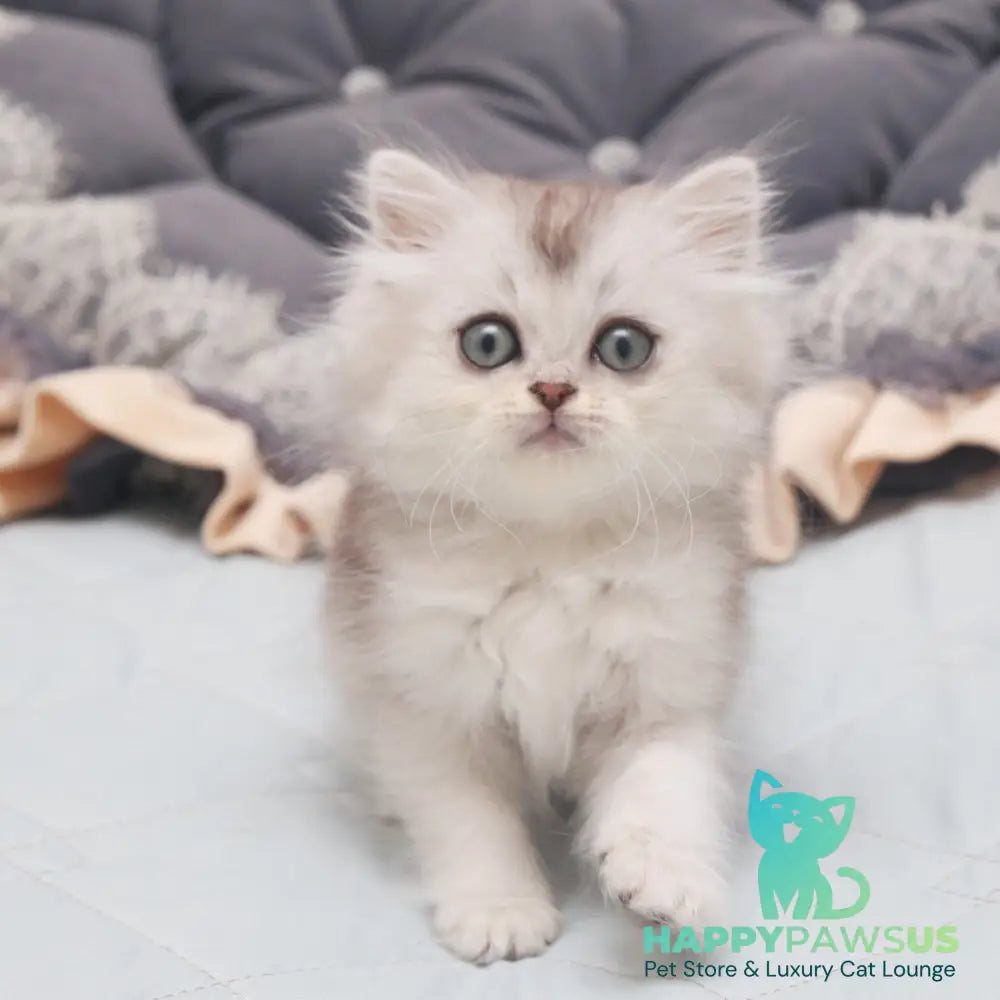 Harry Scottish Straight male black silver shaded - live animals