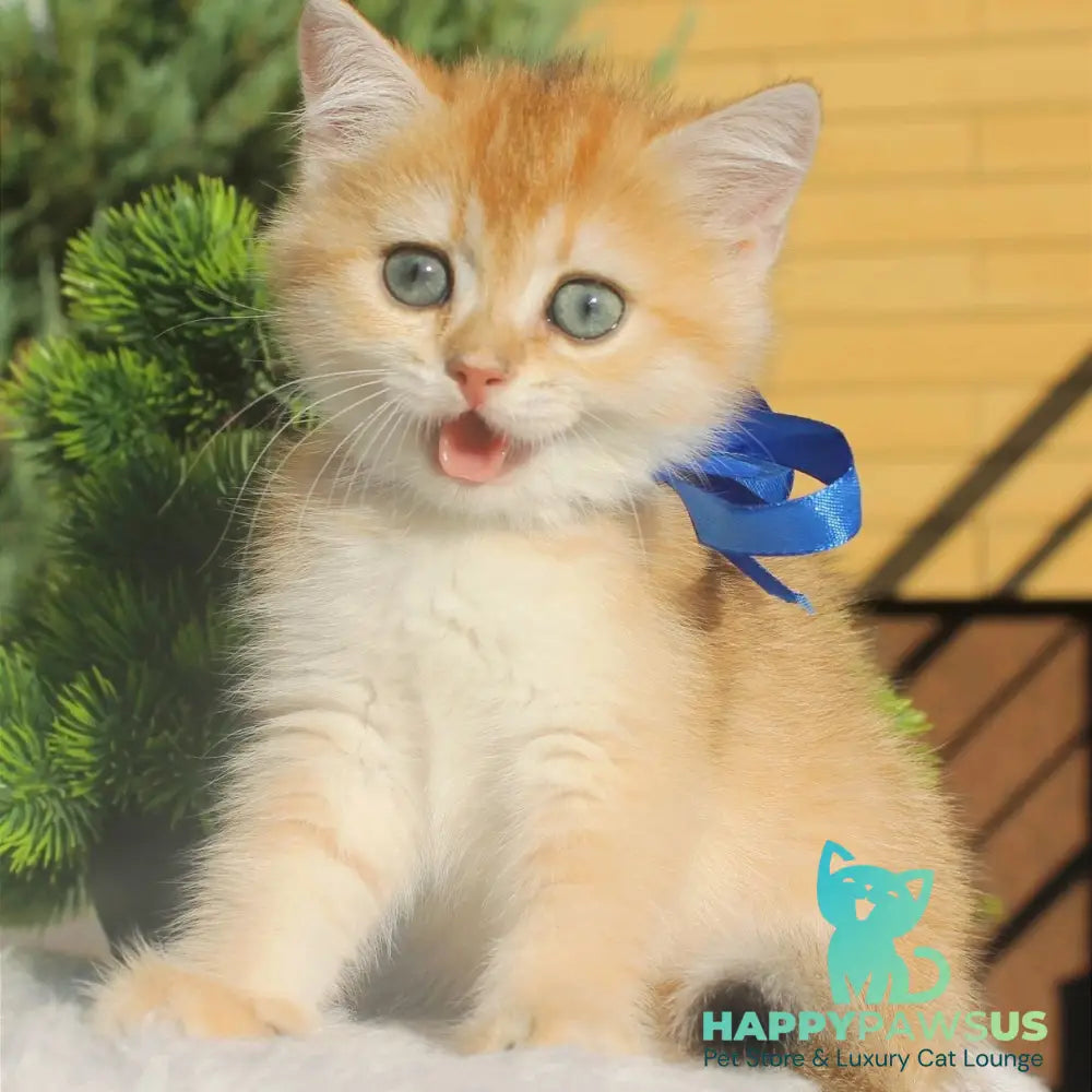 Hasan British Shorthair male black golden shaded - live animals