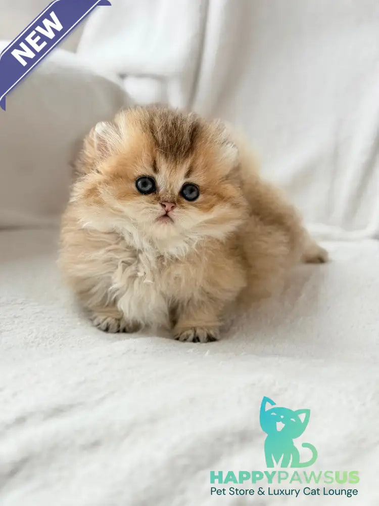 Hasbik Munchkin male black ticked tabby - live animals